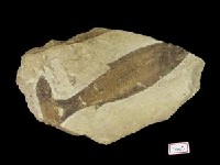 藏品(歐許尼魚化石群)的圖片